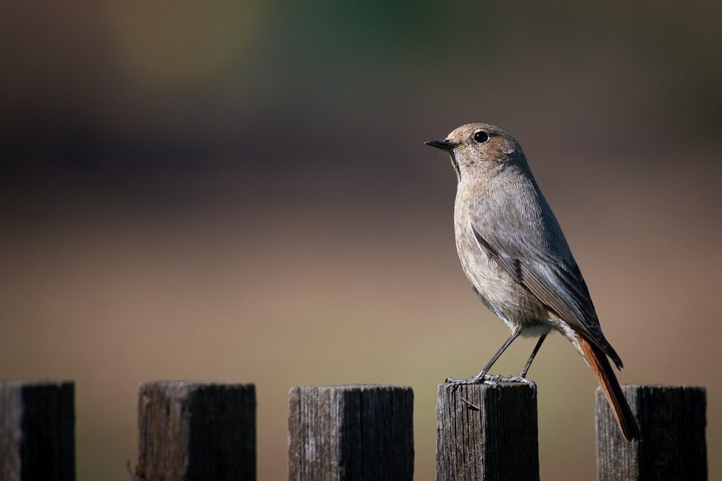 black redstart, bird, animal-7152438.jpg