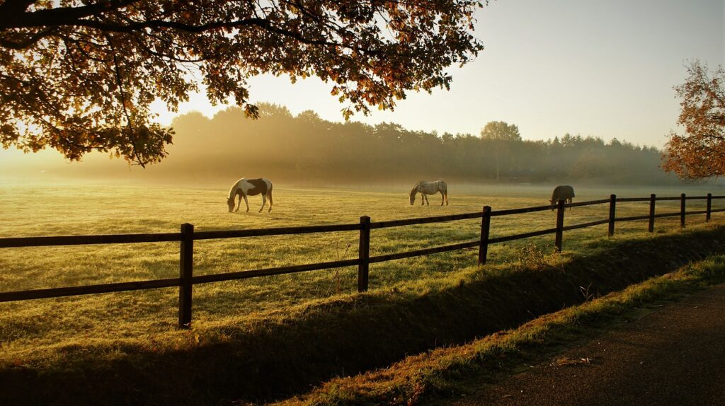 horses, grazing, ranch-5716127.jpg