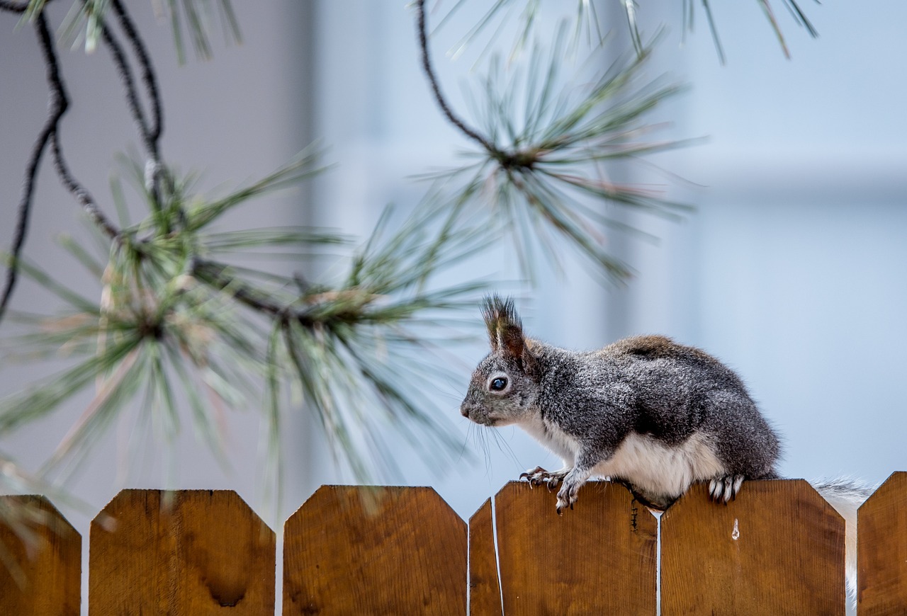 squirrel, rodent, fence-4858726.jpg